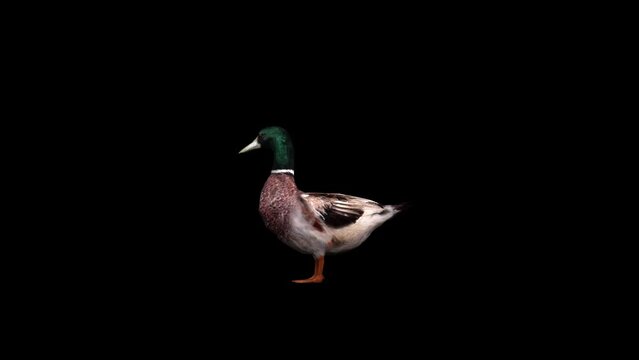3D duck bird idle loop render on a black background with a cycle view. 4k Mallard standing still animation with alpha matte, northern hemisphere, and the ancestor of most domestic duck