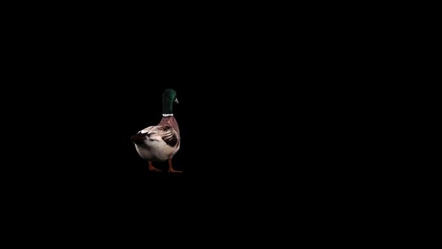 3D duck bird moves away from the close-up render on a black background with a back view. 4k Mallard slow walk animation with alpha matte, northern hemisphere, and the ancestor of most domestic duck