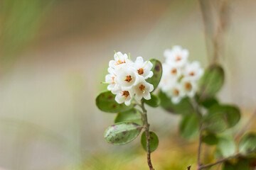 Vaccinium vitis-idaea, family Ericaceae. Pale pink lingonberry flowers in the forest in spring.
