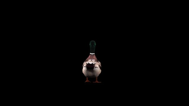 3D duck bird walking loop render on black background with back view. 4k Mallard walk animation with alpha matte, the most common duck of the northern hemisphere and the ancestor of most domestic duck