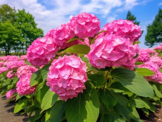 Hydrangea Flowers, Blooming Pink Hortensia, Hydrangea Paniculata Flower Closeup