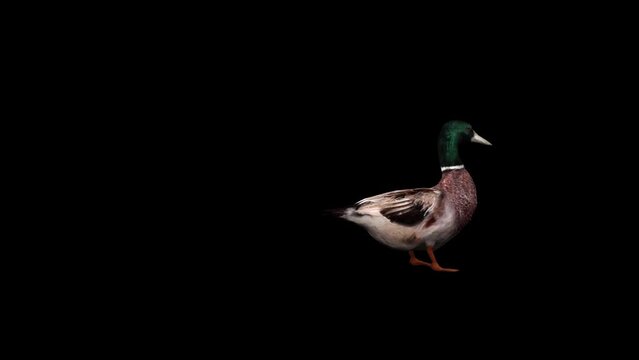3D duck bird entering and outing walking render on black background with cycle view. 4k Mallard slow walk animation with alpha matte, northern hemisphere, and the ancestor of most domestic duck