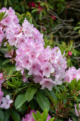 Close up of pink Rhododendron flowers in bloom