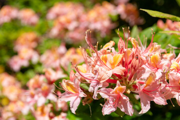 Close up of western azalea (Rhododendron occidentale) flowers in bloom