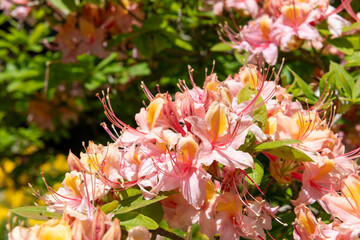 Close up of western azalea (Rhododendron occidentale) flowers in bloom