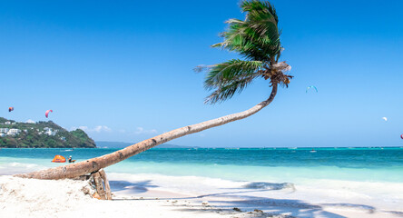 Coconut tree on the beach - Paradise island - Bulabog Beach - Boracay