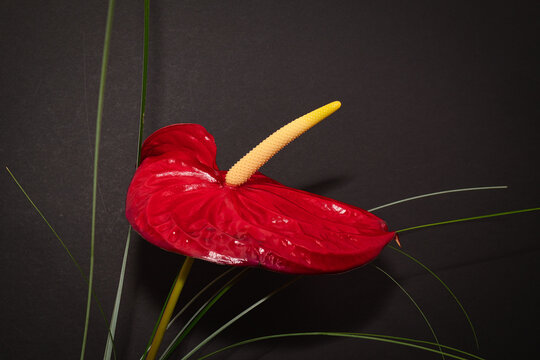 Flamingoblume