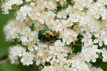 A beautiful shiny beetle, Cetonia aurata, collecting nectar on white rowan flowers.
