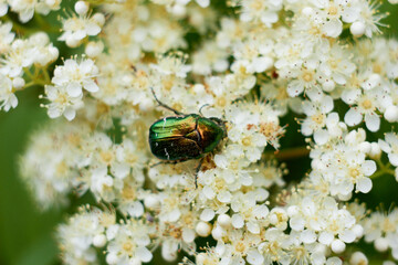 A beautiful shiny beetle, Cetonia aurata, collecting nectar on white rowan flowers.
