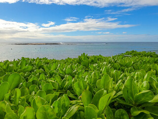 Tropical Naupaka bushes along coastline by ocean
