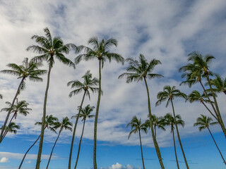 Grove of palm trees in blue sky with clouds - 748338282