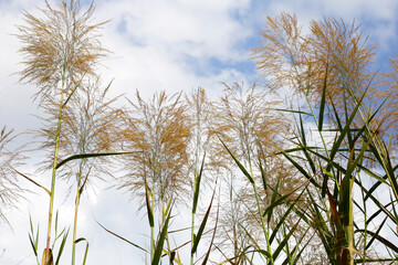Reed flower with blue sky