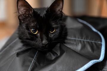 The cat wears a cone collar to protect and prevent licking the wound after sterilization. Neutering the male cat. Sick cat concept. wearing a transparent plastic Elizabethan collar, plastic cone