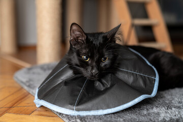 The cat wears a cone collar to protect and prevent licking the wound after sterilization. Neutering the male cat. Sick cat concept. wearing a transparent plastic Elizabethan collar, plastic cone