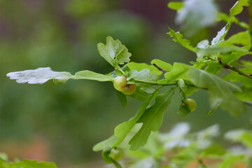 Oak galls caused by the cynipid wasp Neuroterus quercusbaccarum.