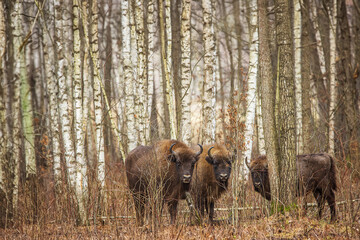 The European bison (Bison bonasus) or the European wood bison are hidden among the birch trees