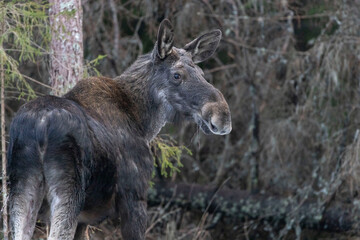 Moose walking in the forest