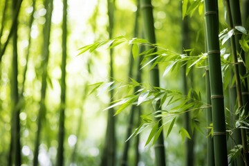 a close up of a bamboo plant