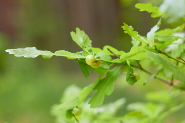 Oak galls caused by the cynipid wasp Neuroterus quercusbaccarum.
