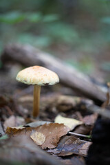 Champignon