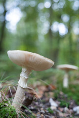 Champignon