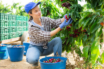 Hardworking female farmer working in a fruit nursery picks cherries while squatting, putting them in a bucket
