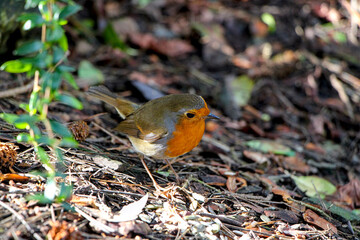 robin on land