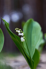 Lily-of-the-valley (Convallaria majalis) blooming in the spring forest.
