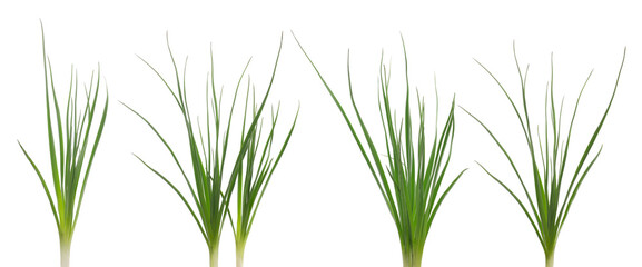 Set green bulb grass isolated on white background and texture, clipping  © dule964