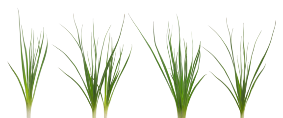Set green bulb grass isolated on white background and texture, clipping	