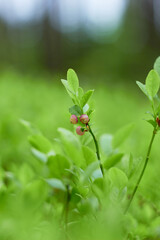 Blueberry flowers (Vaccínium myrtíllus) in spring forest

