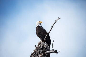 Bald Eagle Perched On Dead Tree