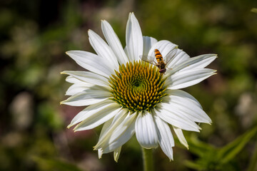 Fototapeta premium The white echinacea flower in a garden. 