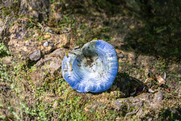 Indigo-Reizker - Lactarius indigo: Ein schmackhafter, essbarer Pilz