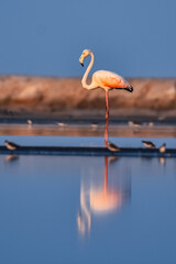 movement of flamingos