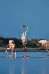 Fotobehang movement of flamingos © Dev Mukund