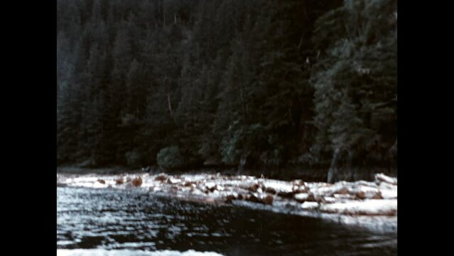 Floating Logs Downstream 1974 - A boat tends logs as they float downstream near Sitka, Alaska in 1974. 