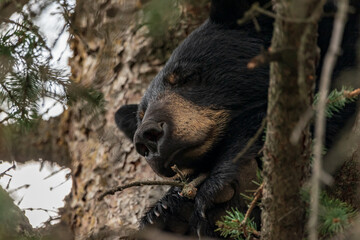 Single black bear (Ursus americanus) seen sleeping in a spruce tree during summertime in downtown Jasper, Alberta in National Park, beautiful Canadian Rockies. 