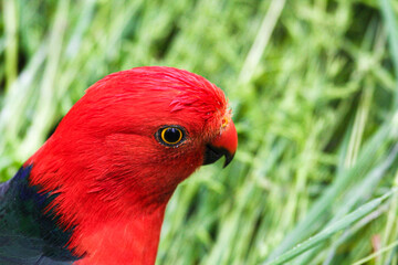 Closeup of male king parrot.