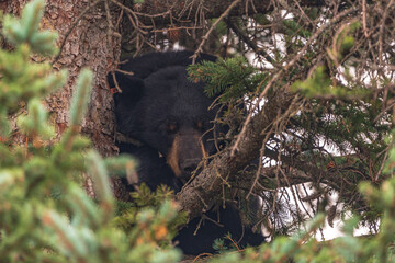 Single black bear (Ursus americanus) seen sleeping in a spruce tree during summertime in downtown Jasper, Alberta in National Park, beautiful Canadian Rockies. 