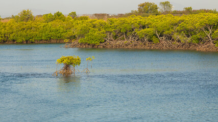 A lone mangrove tree about to be submerged in an intertidal zone flanked by significant mangrove forest at the tourist destination of Bowen in the Whitsunday region of Queensland, Australia.