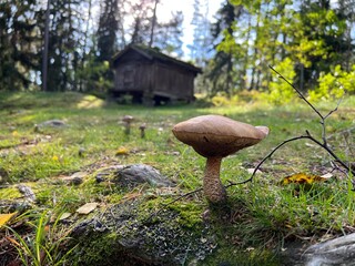 Mushroom in the forest