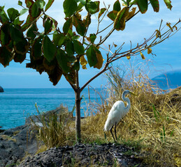 A beautiful heron under a small tree among the vegetation, on the edge of Praia do Forte, in the city of Cabo Frio