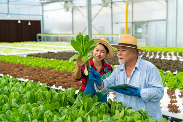 Agriculture industry, plant growing hydroponic system and organic healthy food eating concept. Modern Asian farmer working and inspect quality control of lettuce salad vegetables in greenhouse garden.