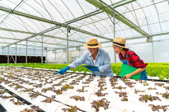 Agriculture industry, plant growing hydroponic system and organic healthy food eating concept. Modern Asian farmer working and inspect quality control of lettuce salad vegetables in greenhouse garden. - Powered by Adobe
