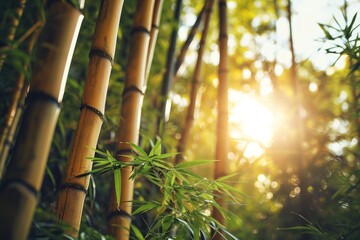 a bamboo trees with the sun shining through