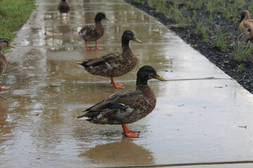 Ducks in the Rain © Gary