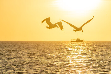 Pelikane am Meer und Fischerboot am Horizont bei Sonnenuntergang - obrazy, fototapety, plakaty