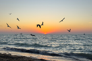 Pelikane und Möwen jagen am Meer bei Sonnenuntergang