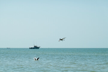 Fischerboot am Horizont und Pelikane am Jagen - obrazy, fototapety, plakaty